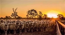 Ag Merino Sheep