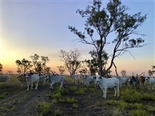 Ag Cattle